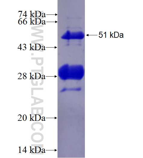 ECSIT fusion protein Ag26877 SDS-PAGE