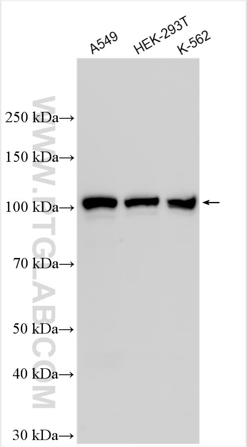 Western Blot (WB) analysis of various lysates using ECT2 Polyclonal antibody (26557-1-AP)