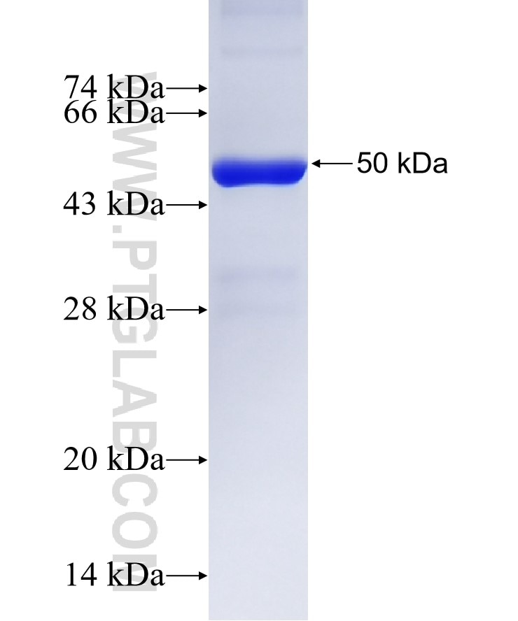 ECT2 fusion protein Ag24836 SDS-PAGE
