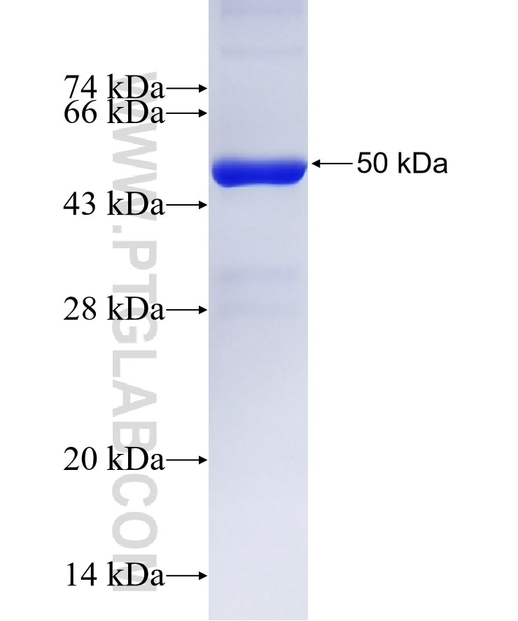 ECT2 fusion protein Ag24836 SDS-PAGE
