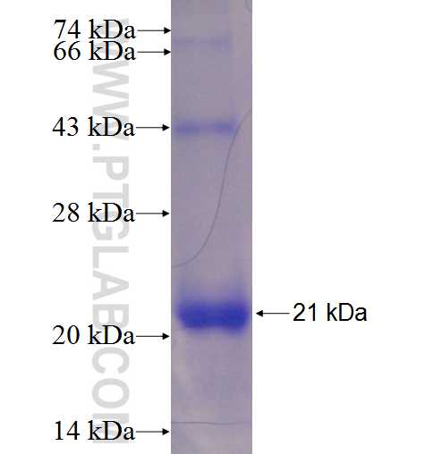 EDA fusion protein Ag23153 SDS-PAGE