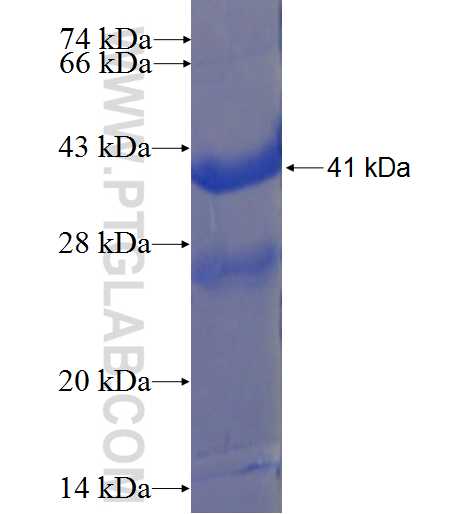 EDA fusion protein Ag23154 SDS-PAGE