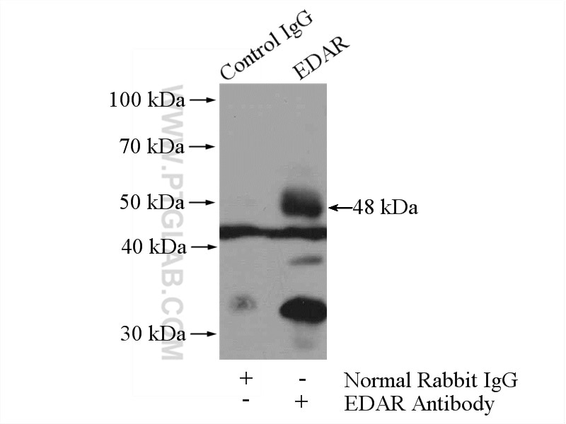 Immunoprecipitation (IP) experiment of A549 cells using EDAR Polyclonal antibody (18032-1-AP)