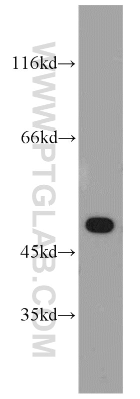 WB analysis of A549 using 18032-1-AP