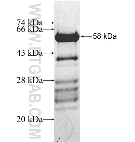 EDAR fusion protein Ag12601 SDS-PAGE