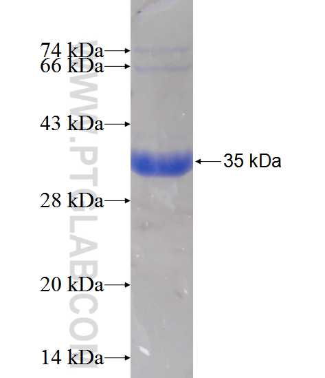 EDAR fusion protein Ag12888 SDS-PAGE