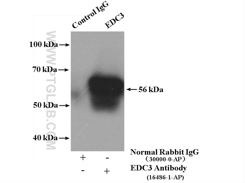 Immunoprecipitation (IP) experiment of HeLa cells using EDC3 Polyclonal antibody (16486-1-AP)