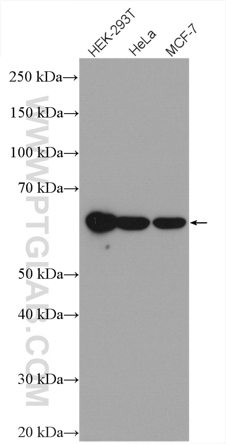 Western Blot (WB) analysis of various lysates using EDC3 Polyclonal antibody (16486-1-AP)