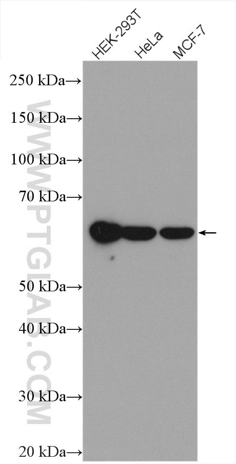 Western Blot (WB) analysis of various lysates using EDC3 Polyclonal antibody (16486-1-AP)