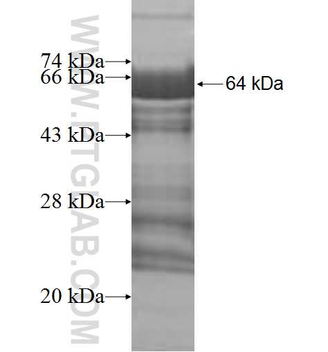 EDC3 fusion protein Ag9608 SDS-PAGE