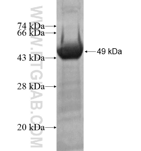 EDC4 fusion protein Ag11804 SDS-PAGE