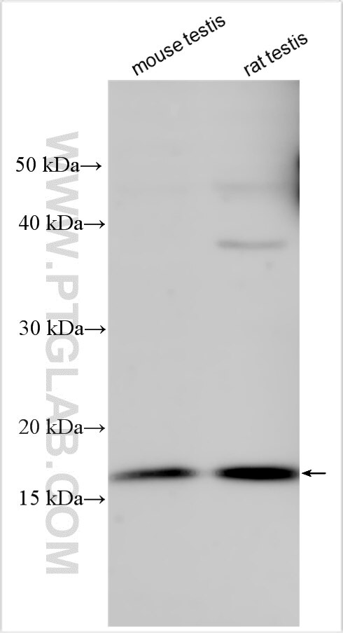 Western Blot (WB) analysis of various lysates using EDDM3B Polyclonal antibody (32425-1-AP)