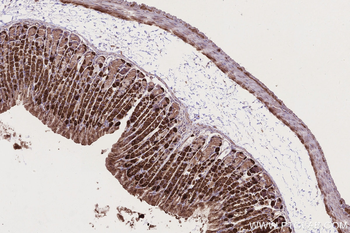 IHC staining of mouse stomach using 26226-1-AP Immunohistochemistry (IHC) staining of mouse stomach tissue using EDEM1 Polyclonal antibody (26226-1-AP)