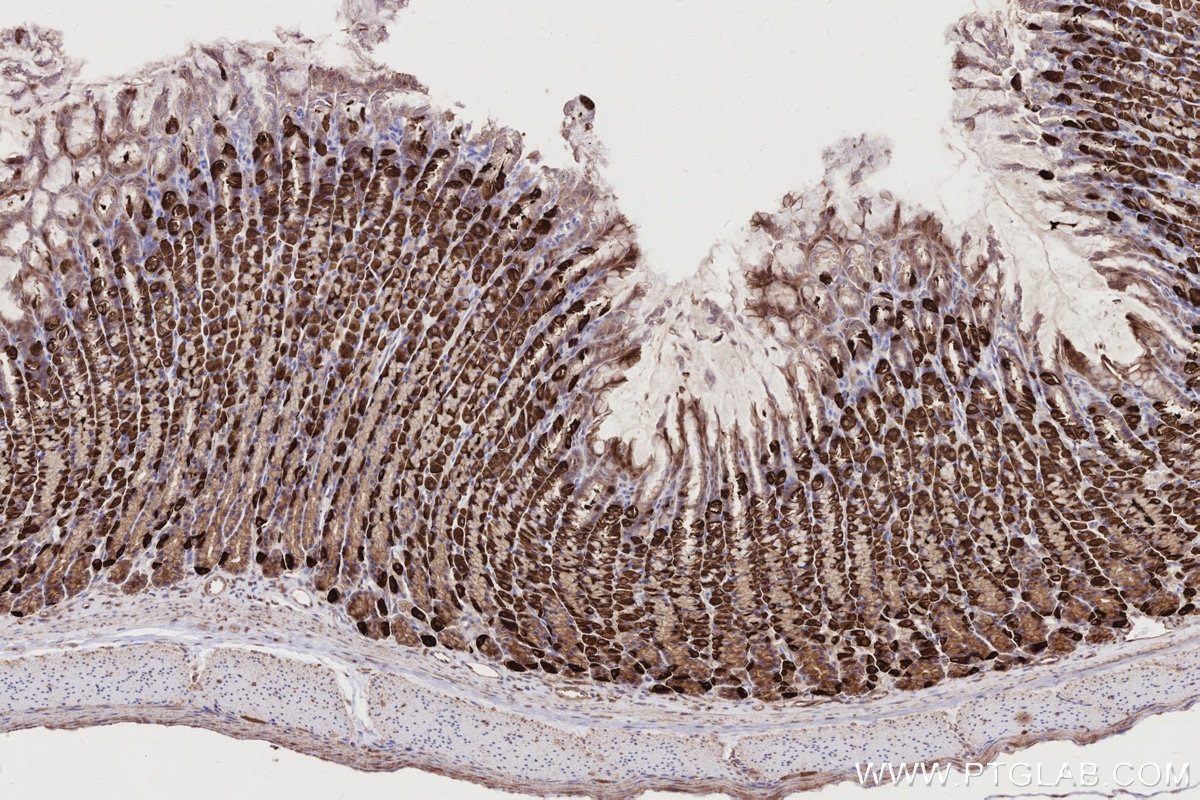 IHC staining of rat stomach using 26226-1-AP Immunohistochemistry (IHC) staining of rat stomach tissue using EDEM1 Polyclonal antibody (26226-1-AP)