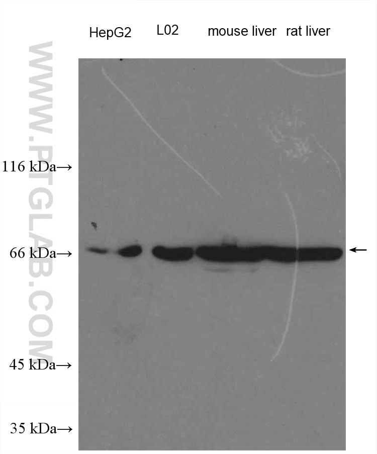 Western Blot (WB) analysis of various lysates using EDEM1 Polyclonal antibody (26226-1-AP)