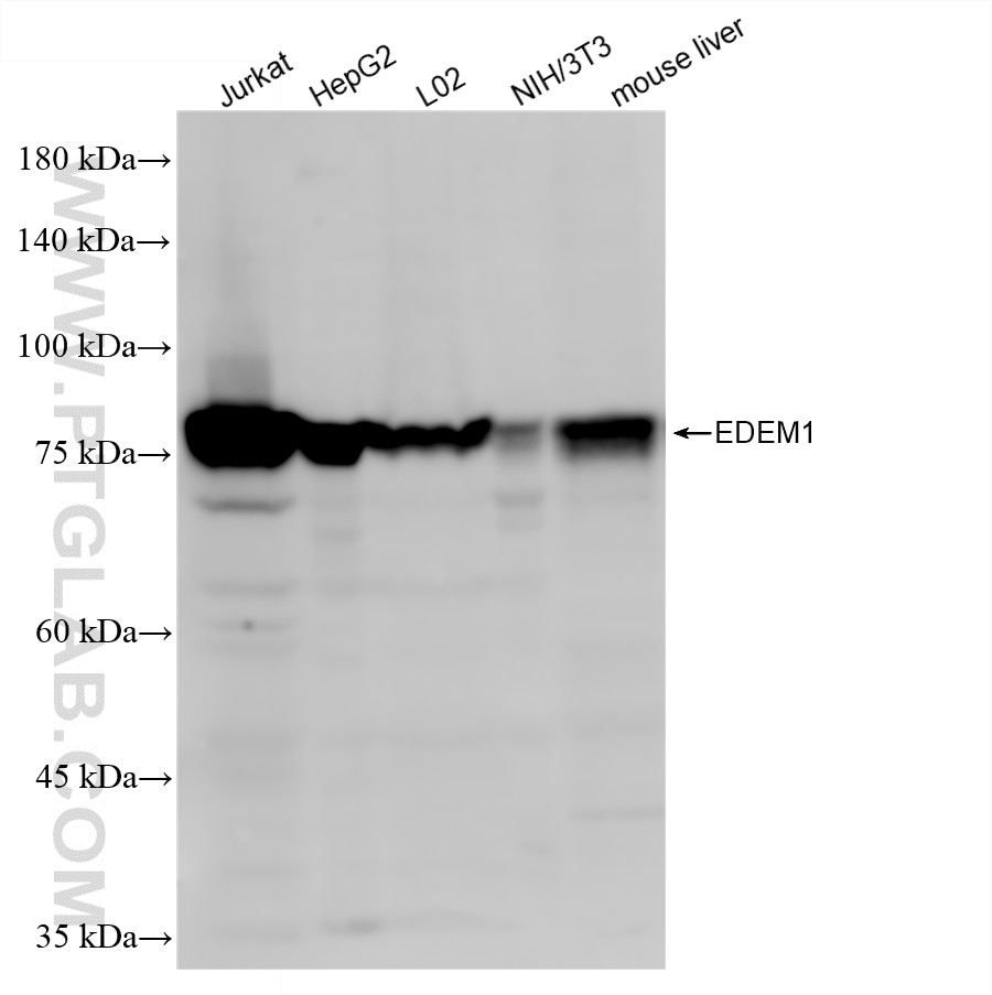 WB analysis using 87789-1-RR (same clone as 87789-1-PBS) Western Blot (WB) analysis of various lysates using EDEM1 Recombinant monoclonal antibody (87789-1-RR)