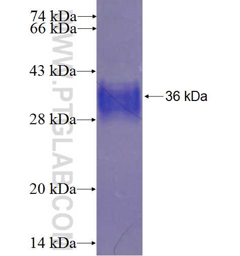 EDEM1 fusion protein Ag24046 SDS-PAGE