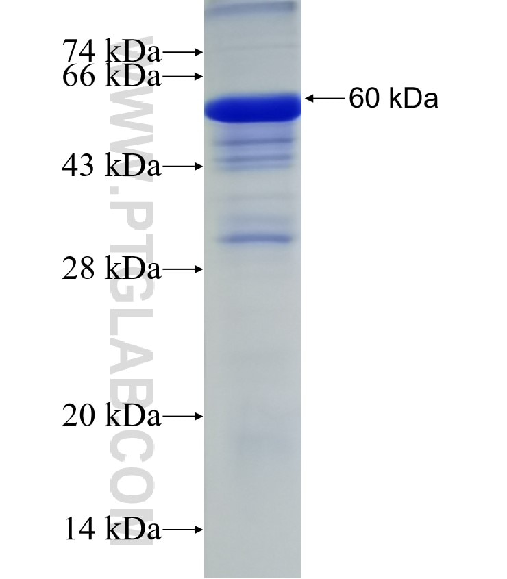 EDEM2 fusion protein Ag1755 SDS-PAGE