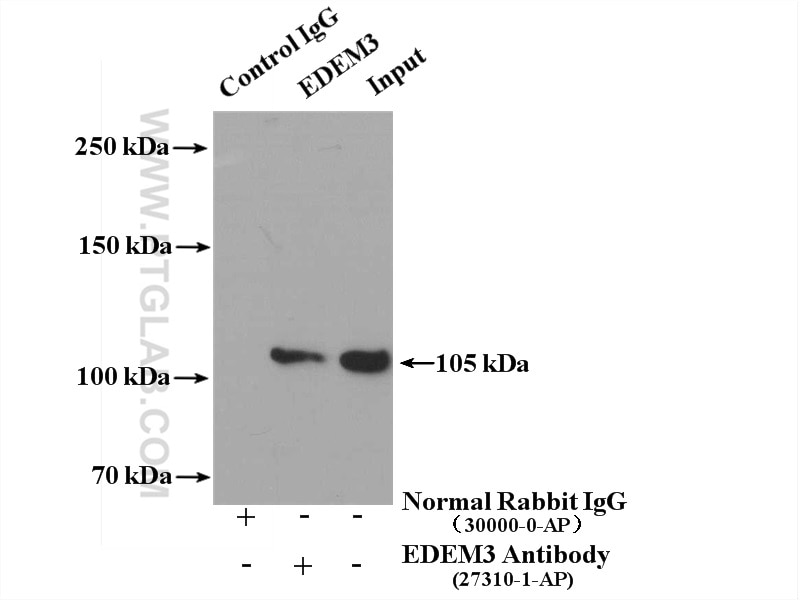 Immunoprecipitation (IP) experiment of HEK-293 cells using EDEM3 Polyclonal antibody (27310-1-AP)