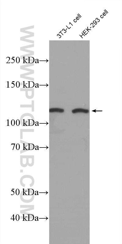 Western Blot (WB) analysis of 3T3-L1 cells using EDEM3 Polyclonal antibody (27310-1-AP)