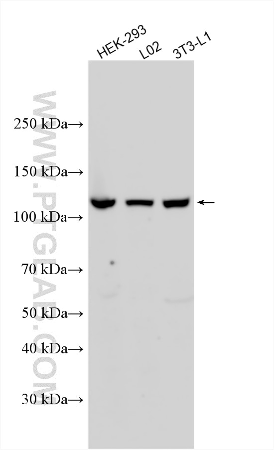 WB analysis using 27310-1-AP (same clone as 27310-1-PBS) Western Blot (WB) analysis of various lysates using EDEM3 Polyclonal antibody (27310-1-AP)