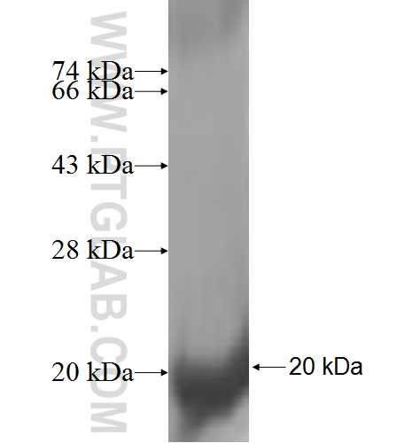 EDEM3 fusion protein Ag9131 SDS-PAGE