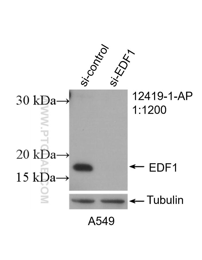 Western Blot (WB) analysis of A549 cells using EDF1 Polyclonal antibody (12419-1-AP)