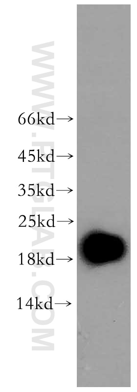 Western Blot (WB) analysis of Jurkat cells using EDF1 Polyclonal antibody (12419-1-AP)