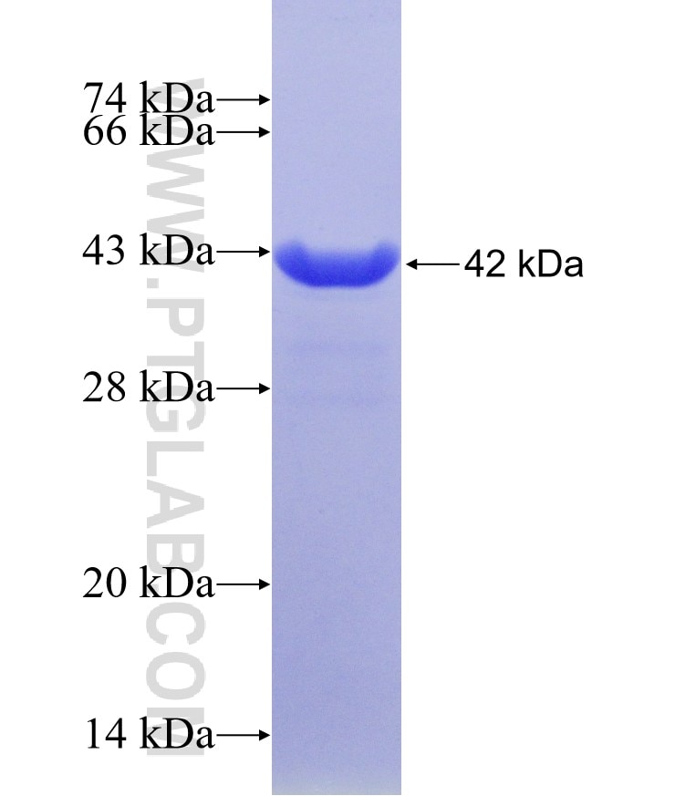 EDF1 fusion protein Ag3063 SDS-PAGE