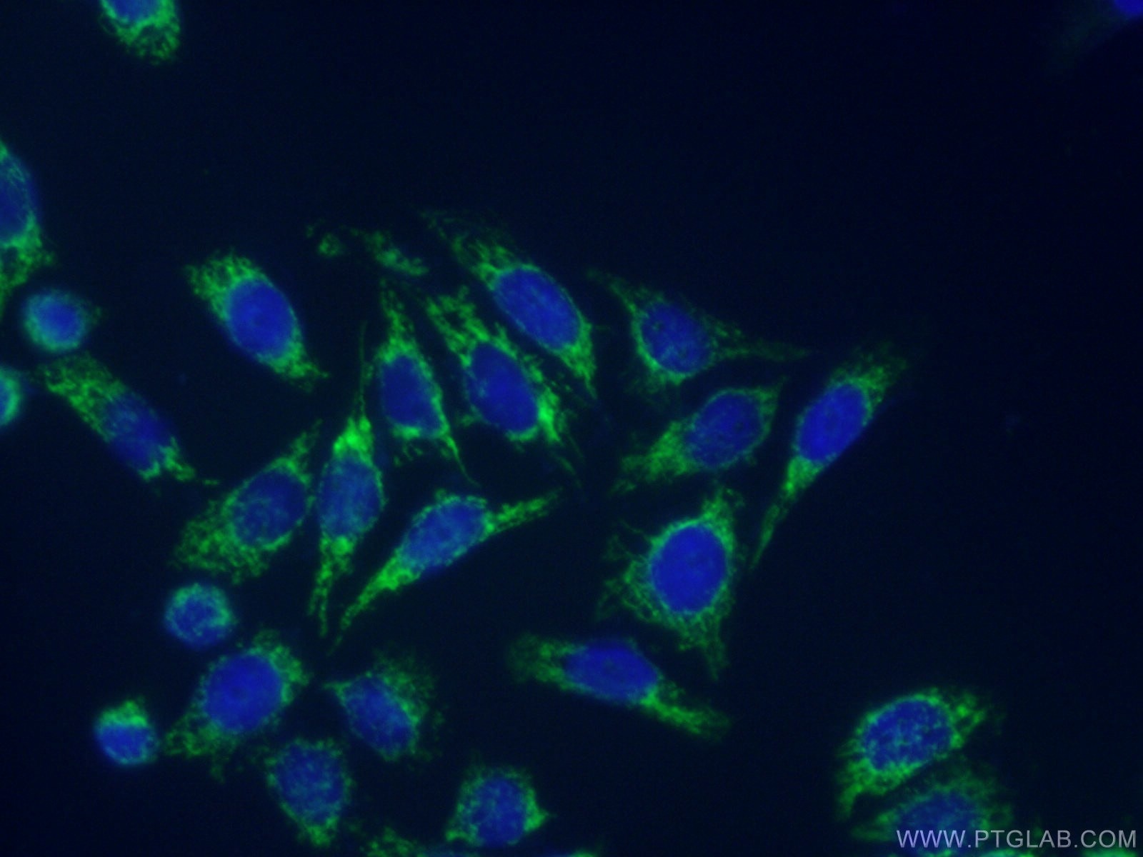 Immunofluorescence (IF) / fluorescent staining of HeLa cells using EDIL3 Polyclonal antibody (12580-1-AP)