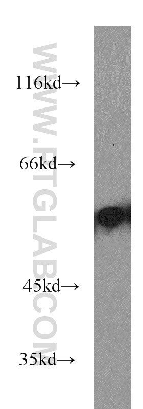 Western Blot (WB) analysis of HEK-293 cells using EDIL3 Polyclonal antibody (12580-1-AP)