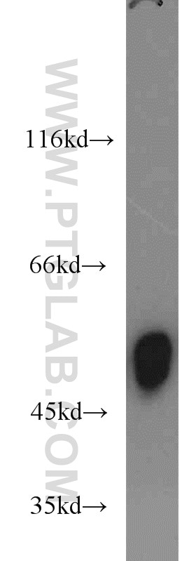 Western Blot (WB) analysis of COLO 320 cells using EDIL3 Polyclonal antibody (12580-1-AP)