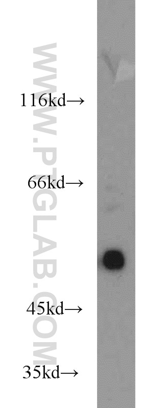 Western Blot (WB) analysis of mouse brain tissue using EDIL3 Polyclonal antibody (12580-1-AP)