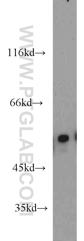 Western Blot (WB) analysis of HepG2 cells using EDIL3 Polyclonal antibody (12580-1-AP)