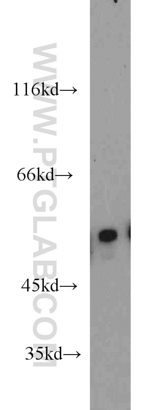 WB analysis of HepG2 using 12580-1-AP