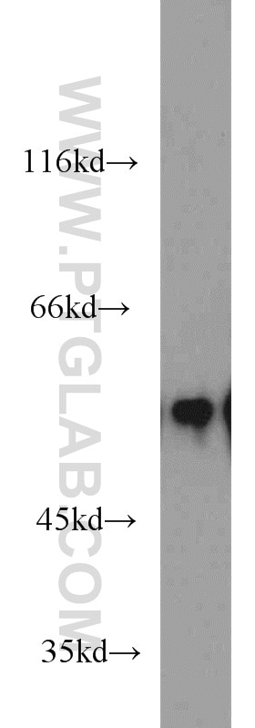 Western Blot (WB) analysis of mouse lung tissue using EDIL3 Polyclonal antibody (12580-1-AP)