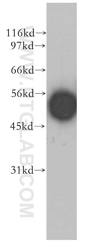 Western Blot (WB) analysis of human lung tissue using EDIL3 Polyclonal antibody (12580-1-AP)