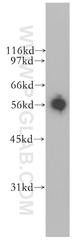 Western Blot (WB) analysis of HeLa cells using EDIL3 Polyclonal antibody (12580-1-AP)