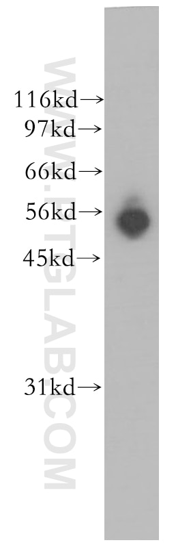 Western Blot (WB) analysis of K-562 cells using EDIL3 Polyclonal antibody (12580-1-AP)
