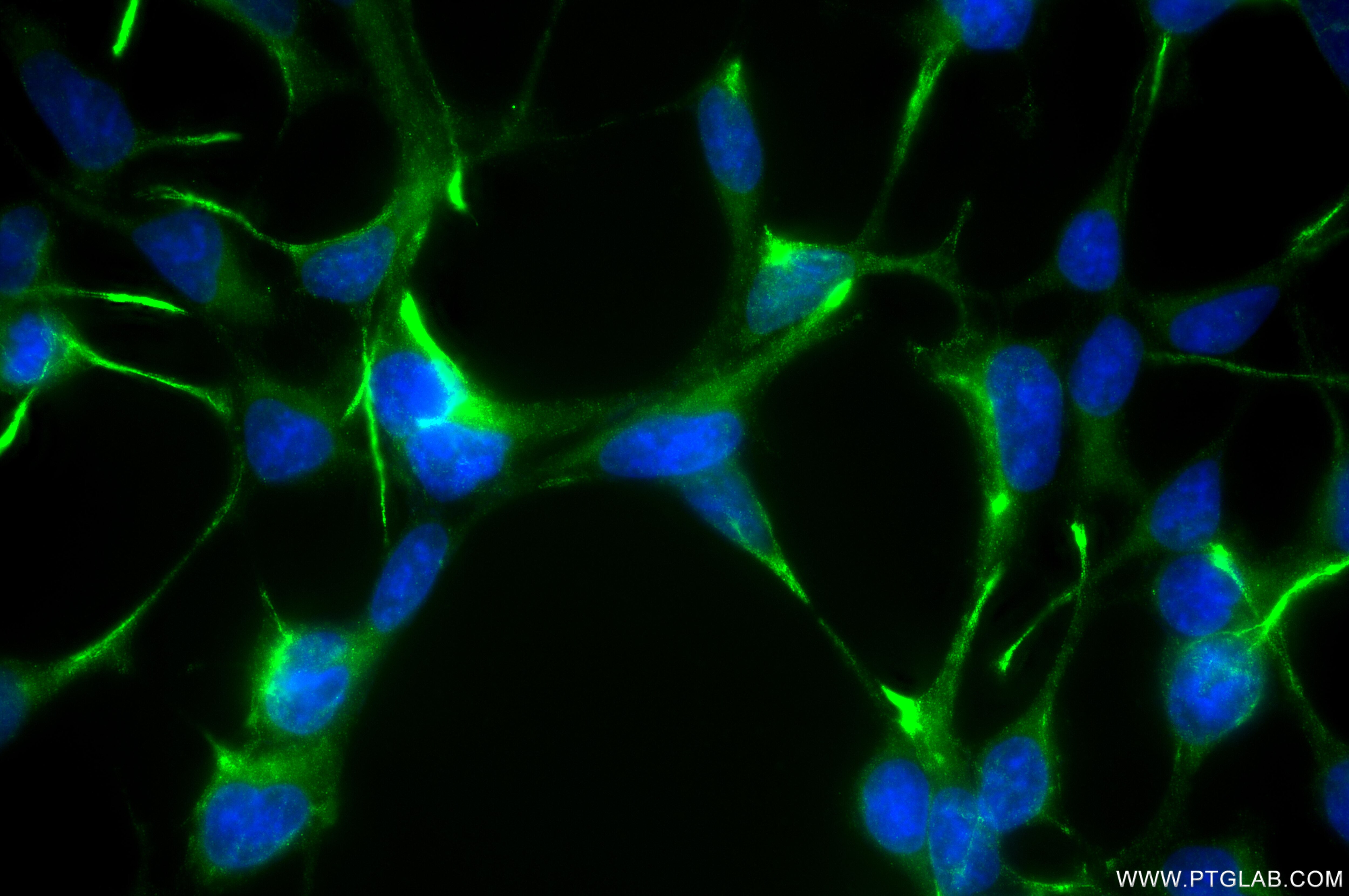 Immunofluorescence (IF) / fluorescent staining of HEK-293 cells using EDIL3 Recombinant monoclonal antibody (86715-1-RR)