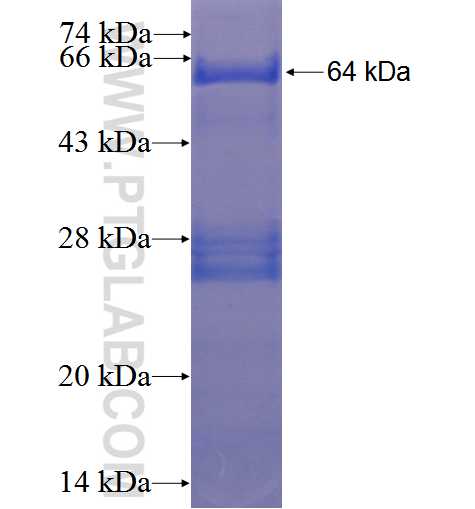 EDIL3 fusion protein Ag3274 SDS-PAGE