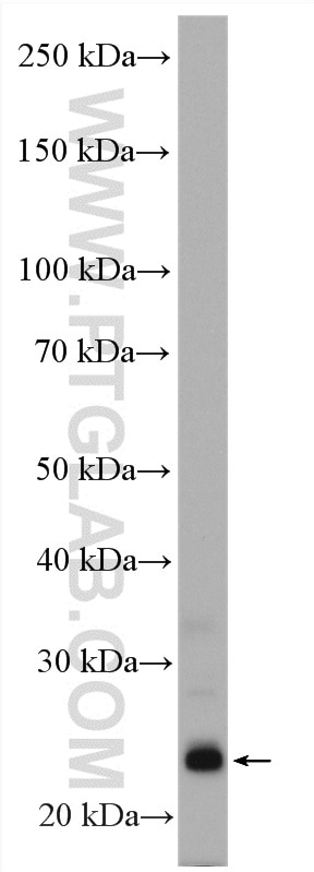 Western Blot (WB) analysis of NIH/3T3 cells using Endothelin 1 Polyclonal antibody (12191-1-AP)