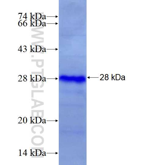EDN1 fusion protein Ag28334 SDS-PAGE