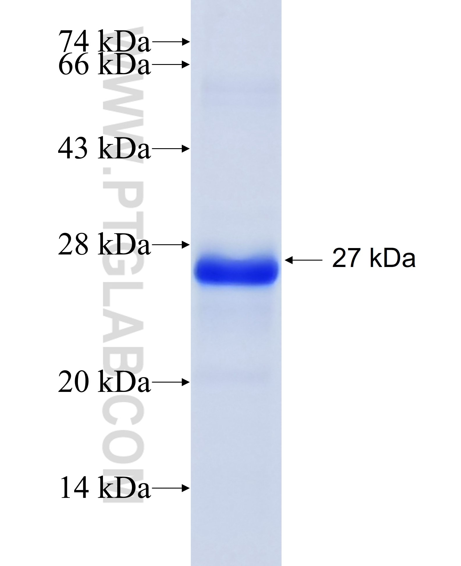 EDN1 fusion protein Ag28334 SDS-PAGE