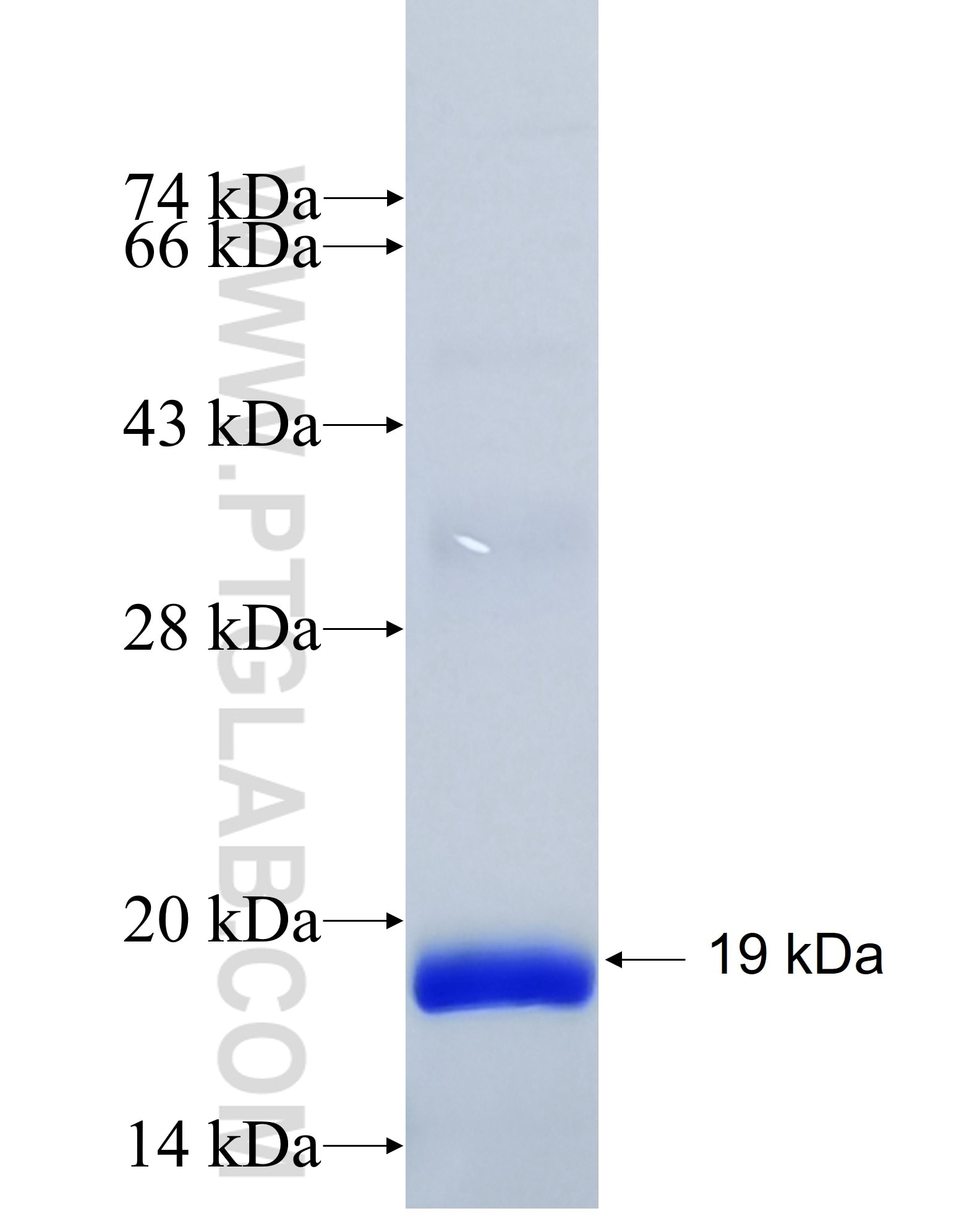 EDN2 fusion protein Ag35043 SDS-PAGE