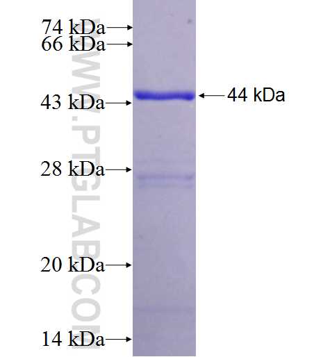 EDN2 fusion protein Ag3969 SDS-PAGE
