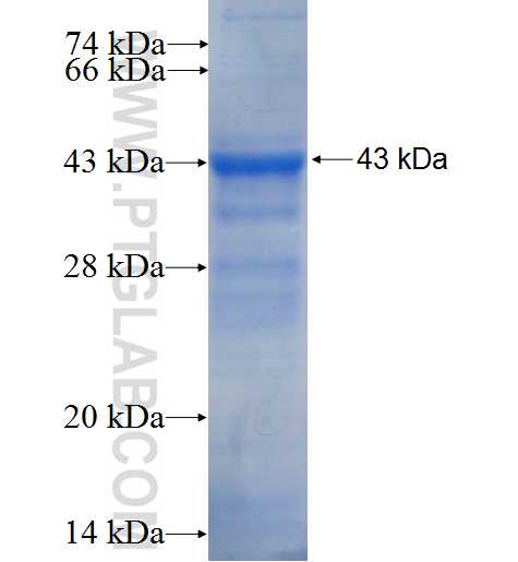 EDN3 fusion protein Ag26256 SDS-PAGE