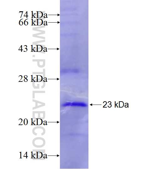 EDN3 fusion protein Ag26261 SDS-PAGE