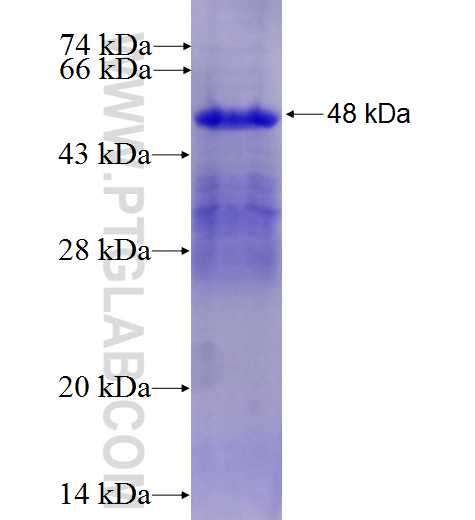 EDN3 fusion protein Ag27393 SDS-PAGE