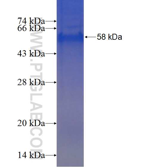 EDN3 fusion protein Ag1071 SDS-PAGE